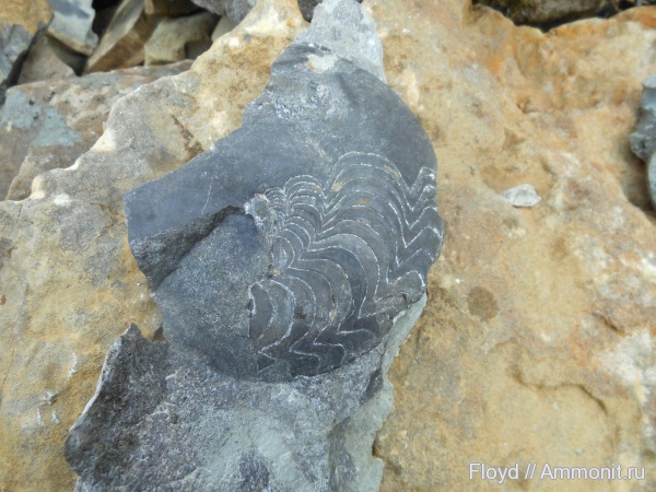 Ammonoidea, Коми, аммоноидеи, Timanites, Timanites keyserlingi