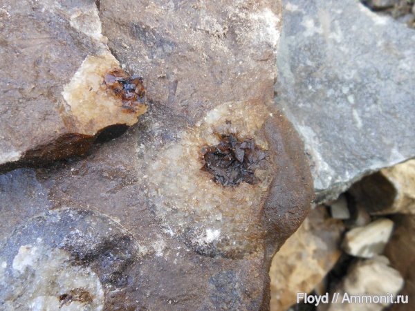 девон, Devonian, Коми