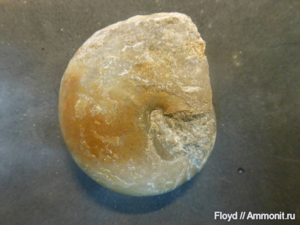 Моллюски верхнего девона. Ухта, Коми.