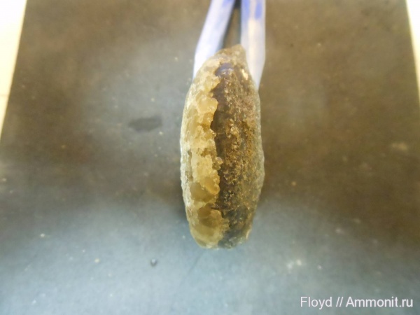 Ammonoidea, Коми, аммоноидеи, гониатиты