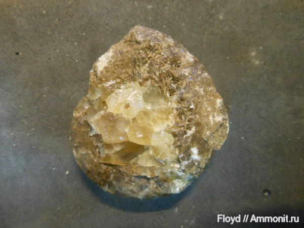 Ammonoidea, Коми, аммоноидеи, гониатиты