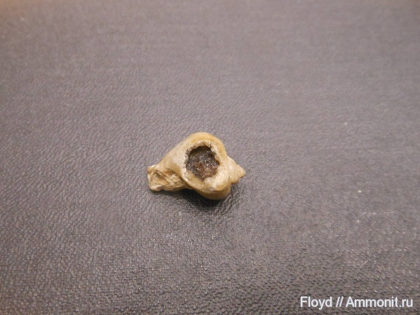 брюхоногие моллюски, Коми