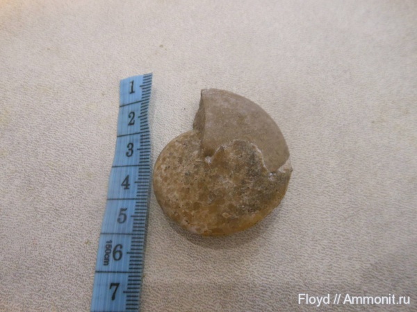 девон, Devonian, Коми, гониатиты