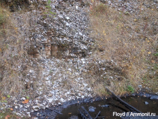 девон, Devonian, Коми, нефть