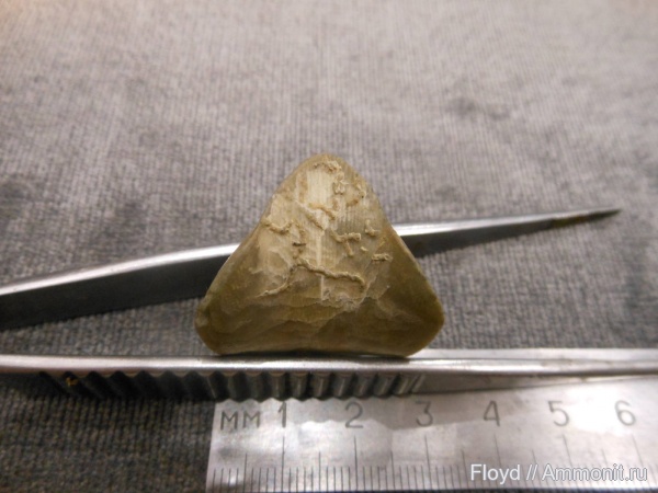 брахиоподы, Коми, Rhynchonellida, обрастание, Ladogia, Ladogia meyendorfii, Epizoans