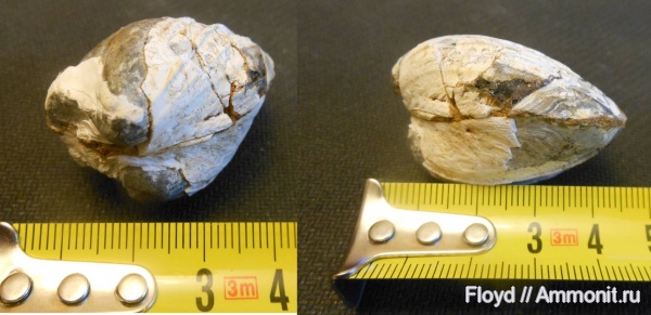 двустворки, Крым, Cardium