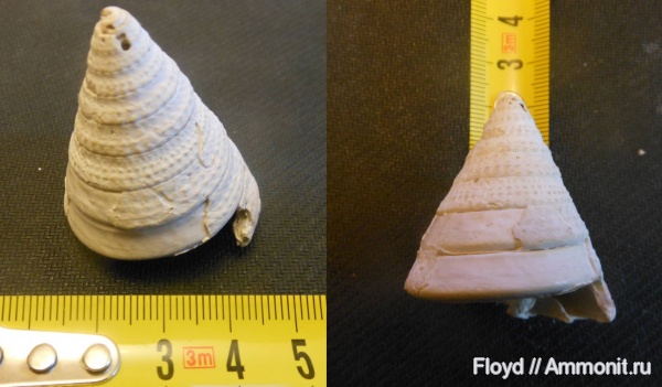 гастроподы, неоген, карьер Максимовка