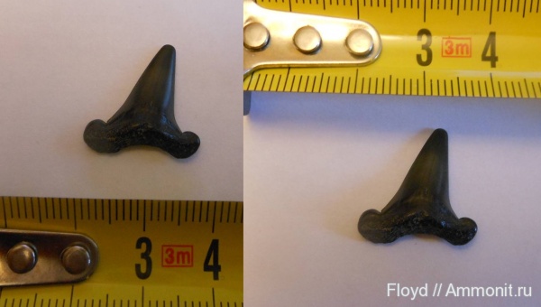 зубы акул, shark teeth
