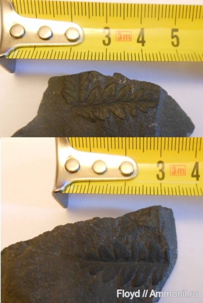 карбон, Mariopteris