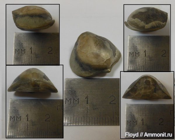 брахиоподы, Коми, Rhynchonellida, франский ярус, Ladogia, Ladogia nordensis