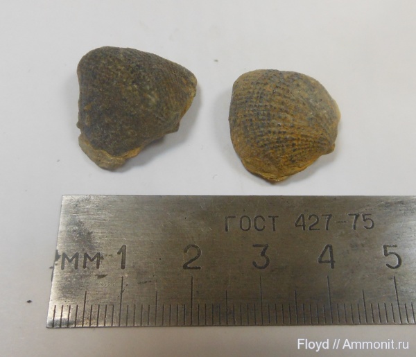 брахиоподы, девон, Devonian, Atrypa, Atrypida, Spinatrypa