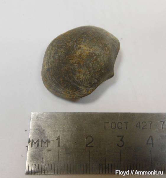 Orthida, Schizophoria, Schizophoriidae, Schizophoria schnuri, Schizophoria schnuri biscissa