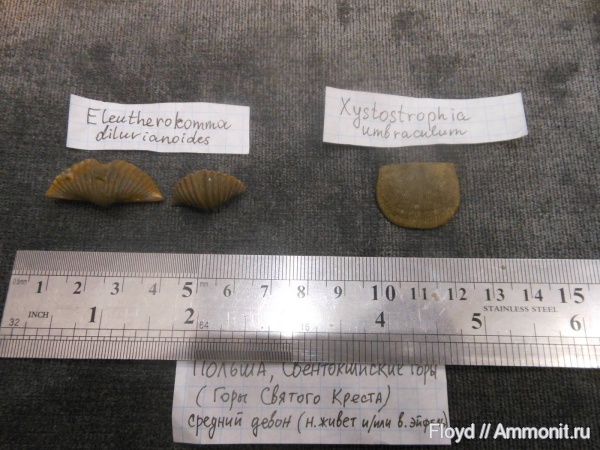 брахиоподы, девон, Польша