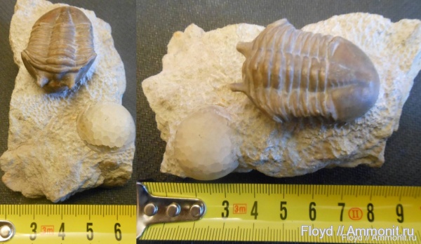 трилобиты, ордовик