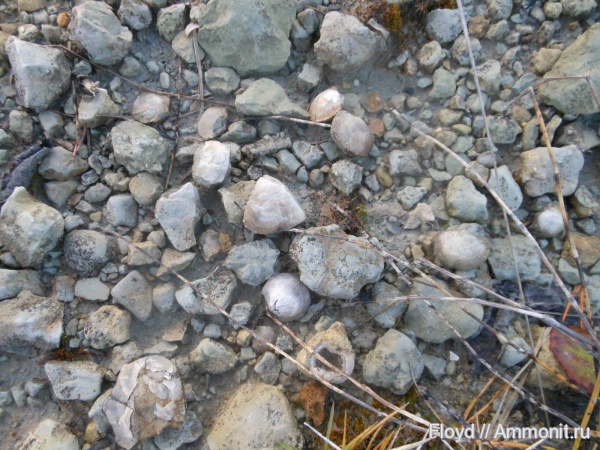 брахиоподы, Коми, Ухта