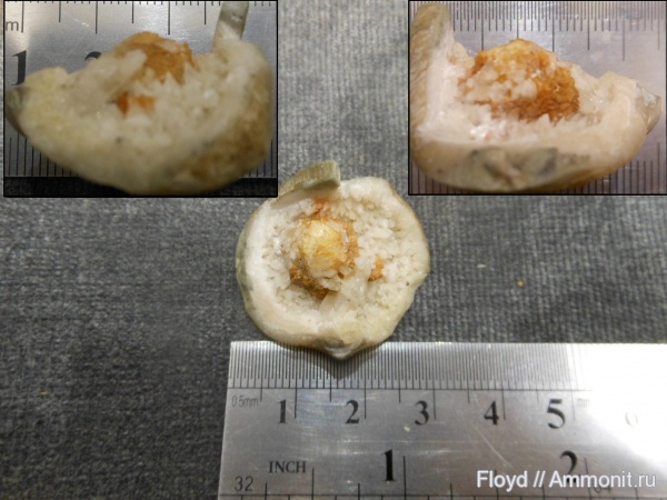 брахиоподы, Коми, Rhynchonellida, Ladogia, Ухта