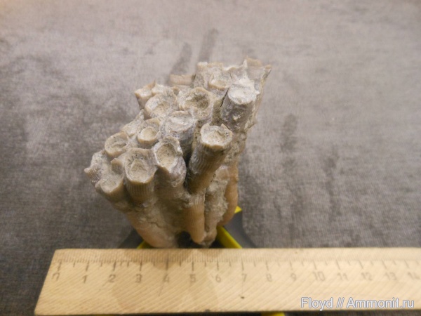 девон, кораллы, Коми, Disphyllum