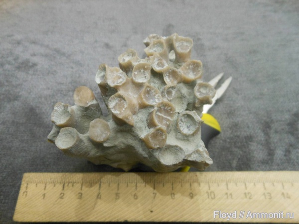 девон, кораллы, Коми, Disphyllum