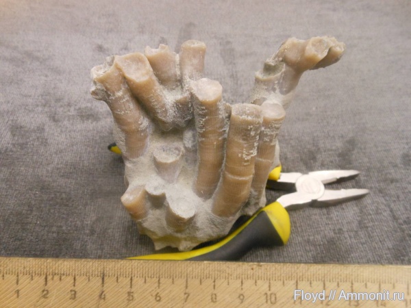 девон, кораллы, Коми, Disphyllum