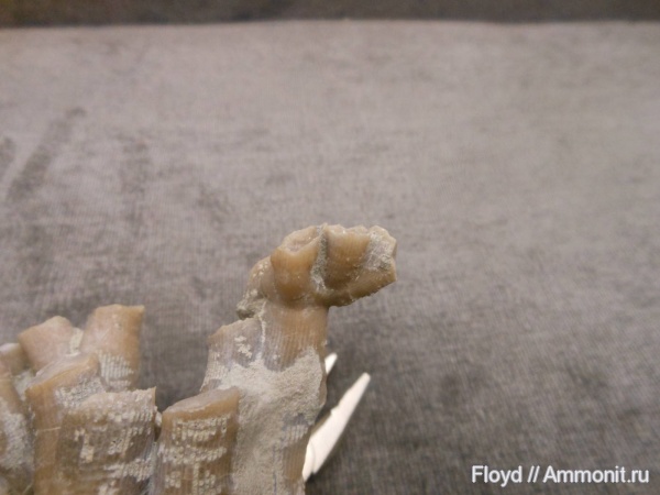 девон, кораллы, Коми, Disphyllum