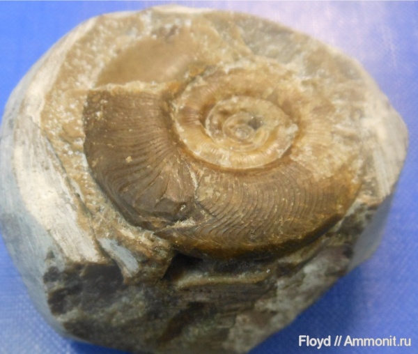 прижизненные повреждения, Коми, аммоноидеи, ammonoid sublethal injuries, Ухта, Ponticeras