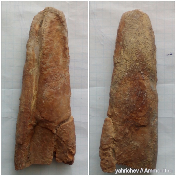 белемниты, юра, головоногие моллюски, волжский ярус, Кашпир