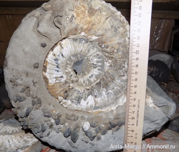 мел, мезозой, Cretaceous