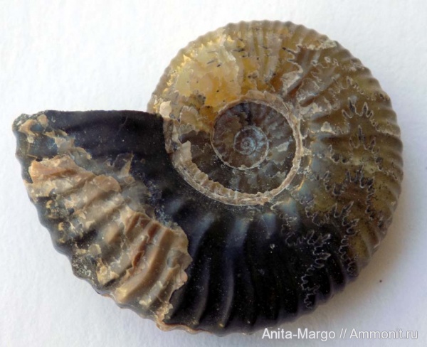 Acanthohoplites, Acanthohoplites nolani