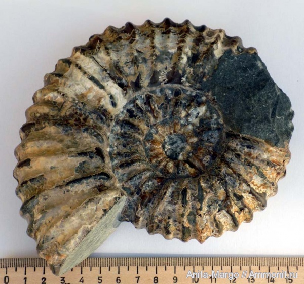 вентральные укусы