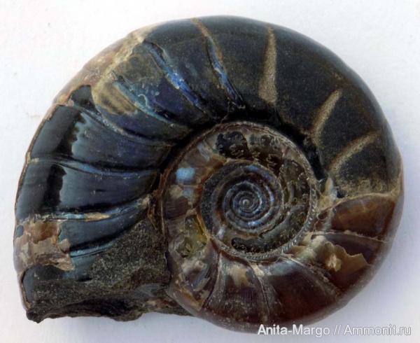 Eogaudryceras, Eogaudryceras duvali