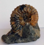 Курджипская банка