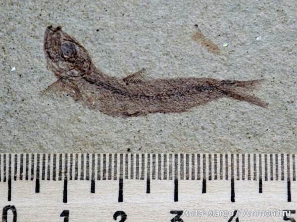 Разнообразные находки