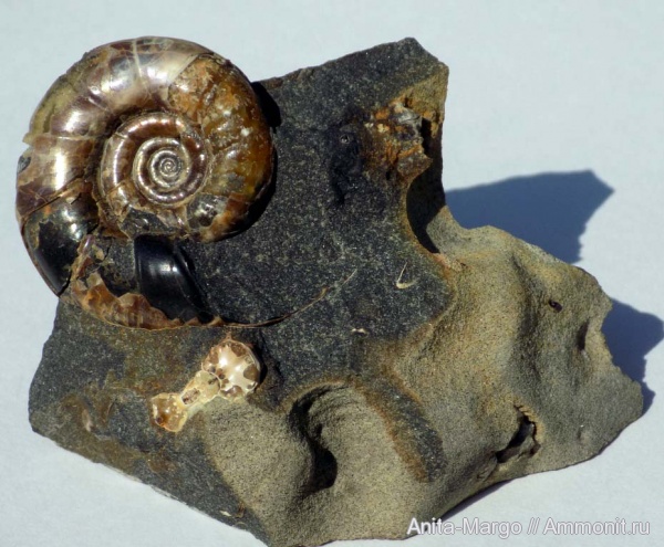 Eogaudryceras, Lytoceratina