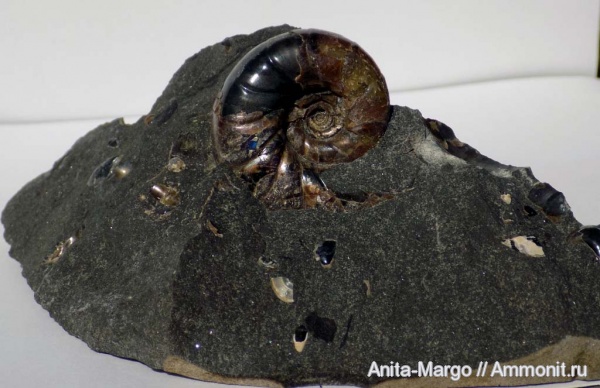 Eogaudryceras, Eogaudryceras duvali