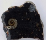 Срез аммонитной банки