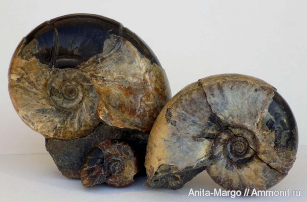 Eogaudryceras umbilicostriatus