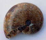 "Не хуже мадагаскарского"