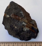 Гетероморфный аммонит