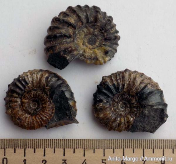 Acanthohoplites, Parahoplitidae