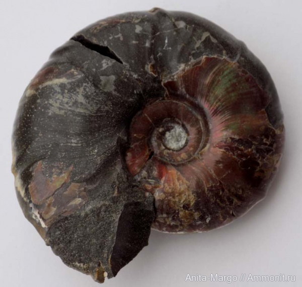 Zuercherella, Desmoceratidae