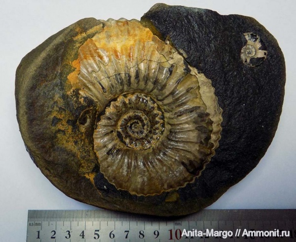 Acanthohoplites, Parahoplitidae