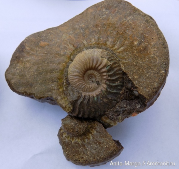 Acanthohoplites, Parahoplitidae