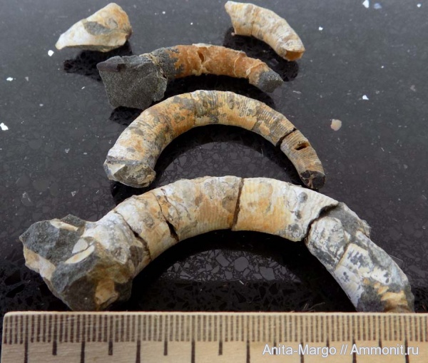 Pseudocrioceratites, Pseudocrioceratites rotundus