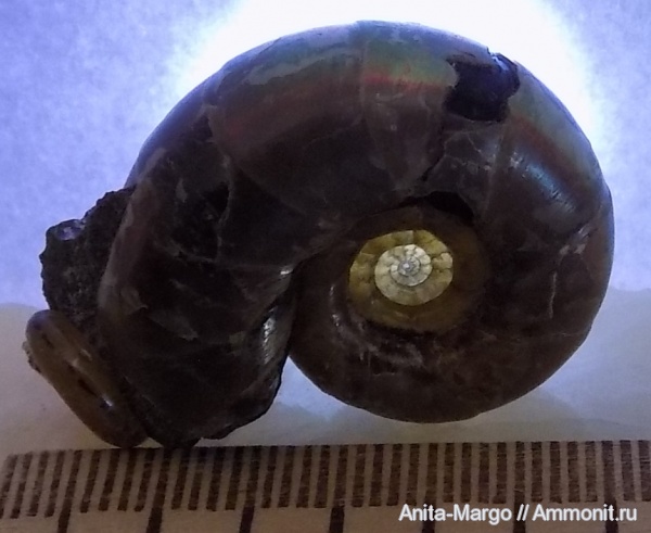 Eogaudryceras, Eogaudryceras umbilicostriatus