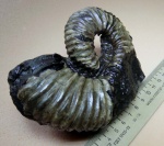 Аммонит "Рогалик"