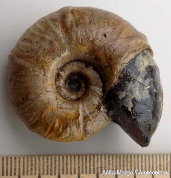 Zuercherella zuercheri