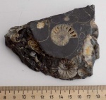 Фрагмент - 2