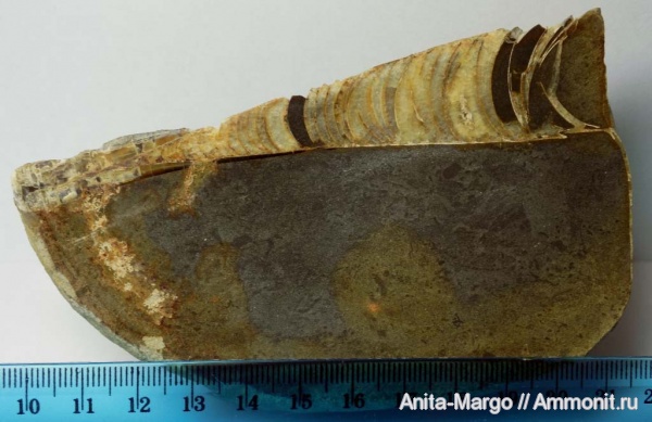 белемниты, фрагмоконы, belemnites, phragmocones