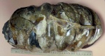 "Фрагментик" раковины Ammonitoceras
