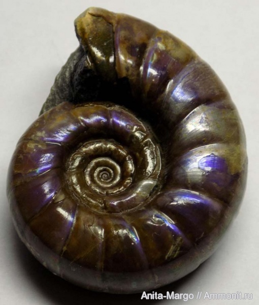 Eogaudryceras, Eogaudryceras duvali